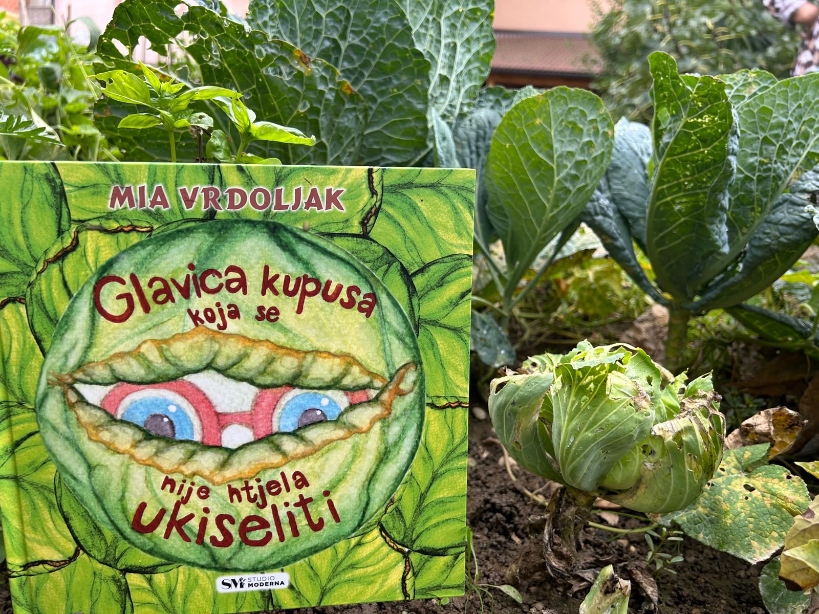 Slikovnica Glavica kupusa među biljkama kupusa u vrtu